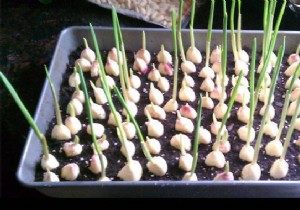 No more buying garlic! Here s how to grow an endless supply of it at home. 