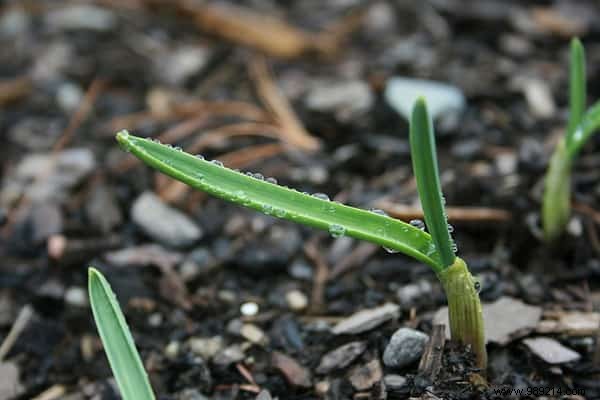 No more buying garlic! Here s how to grow an endless supply of it at home. 