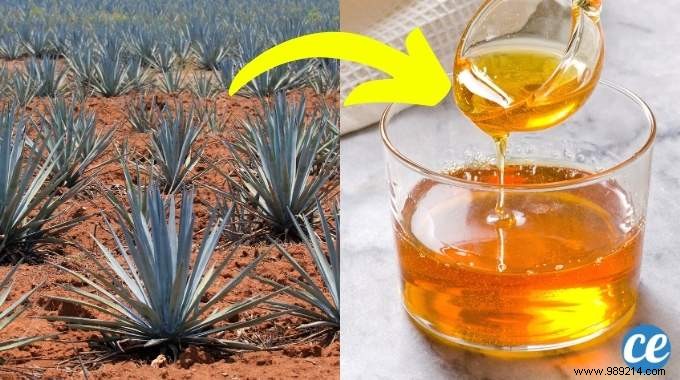 Agave Syrup:Benefits, Uses and Limitations. 