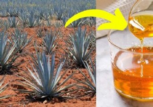 Agave Syrup:Benefits, Uses and Limitations. 