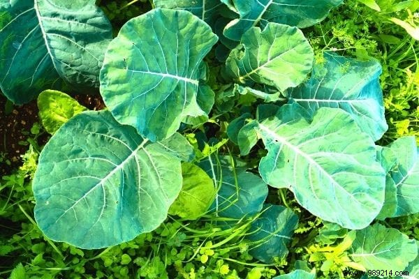 11 Amazing Uses of Cabbage Leaves (That Nobody Knows). 