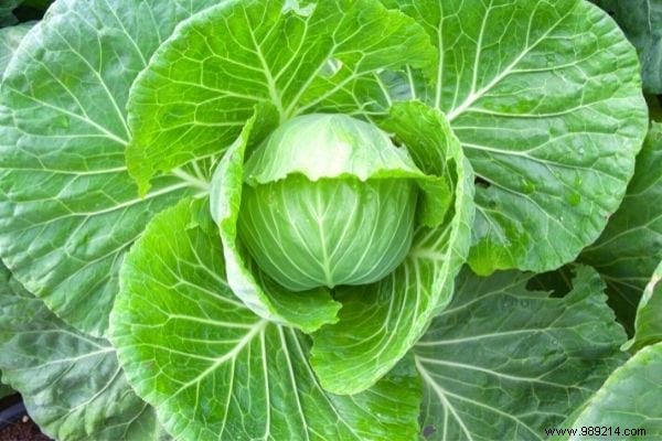 11 Amazing Uses of Cabbage Leaves (That Nobody Knows). 