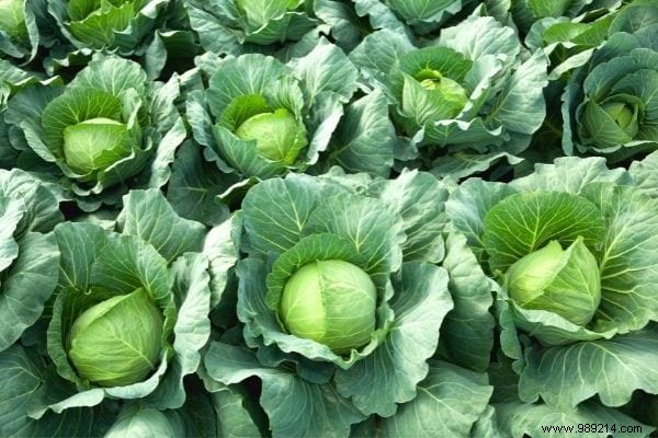 11 Amazing Uses of Cabbage Leaves (That Nobody Knows). 