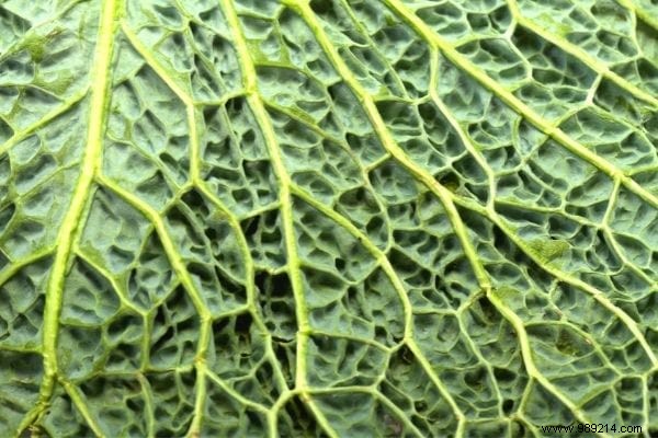 11 Amazing Uses of Cabbage Leaves (That Nobody Knows). 