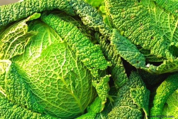 11 Amazing Uses of Cabbage Leaves (That Nobody Knows). 