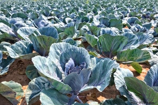 11 Amazing Uses of Cabbage Leaves (That Nobody Knows). 