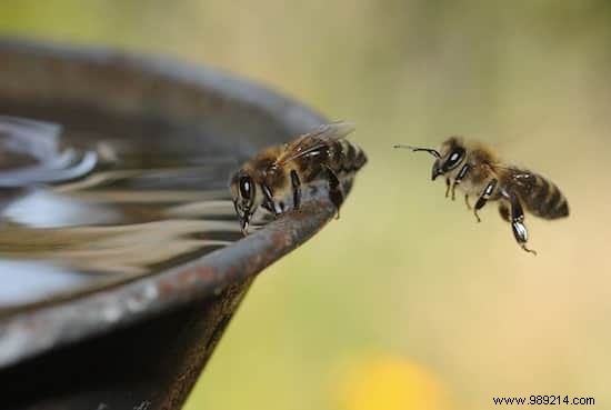 8 Simple Steps To Help Bees. 