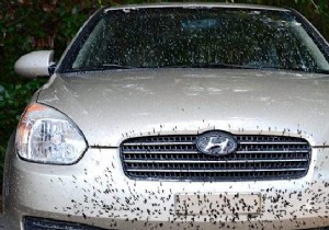 How to Remove Bugs From a Car With White Vinegar (Easy and Fast). 