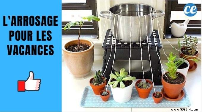 How to Water Your Plants During the Holidays? The genius tip! 