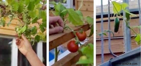 This Couple Built A Greenhouse Around Their House To Grow Vegetables And Keep Warm. 