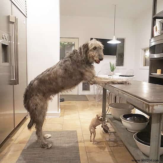 This Man Dedicates His Life To Adopting Old Dogs Who Have No Home. 