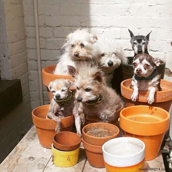 This Man Dedicates His Life To Adopting Old Dogs Who Have No Home. 