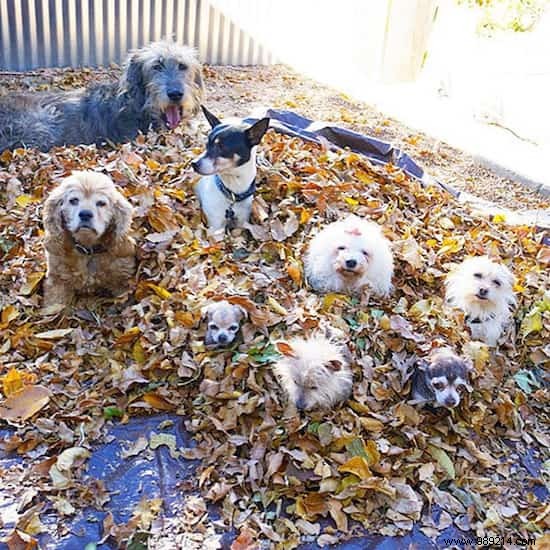 This Man Dedicates His Life To Adopting Old Dogs Who Have No Home. 