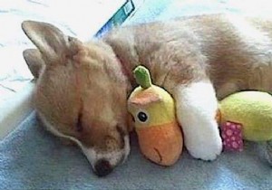 Too cute ! 20 Photos of Puppies Taking A Nap With THEIR PLUSH. 