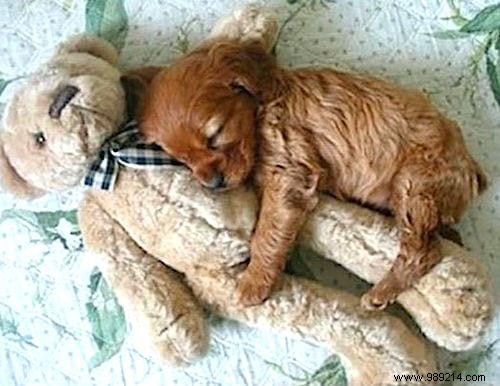 Too cute ! 20 Photos of Puppies Taking A Nap With THEIR PLUSH. 