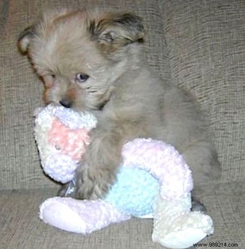 Too cute ! 20 Photos of Puppies Taking A Nap With THEIR PLUSH. 