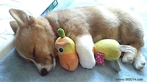 Too cute ! 20 Photos of Puppies Taking A Nap With THEIR PLUSH. 