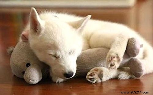 Too cute ! 20 Photos of Puppies Taking A Nap With THEIR PLUSH. 