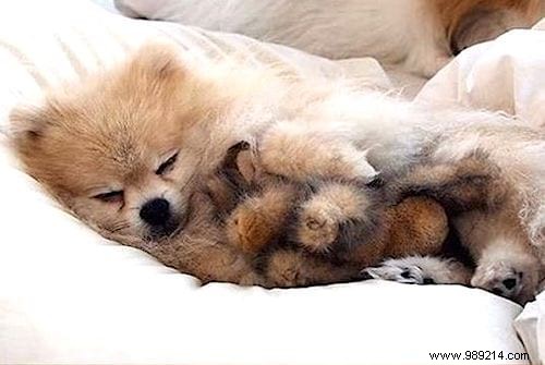 Too cute ! 20 Photos of Puppies Taking A Nap With THEIR PLUSH. 