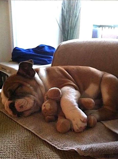 Too cute ! 20 Photos of Puppies Taking A Nap With THEIR PLUSH. 