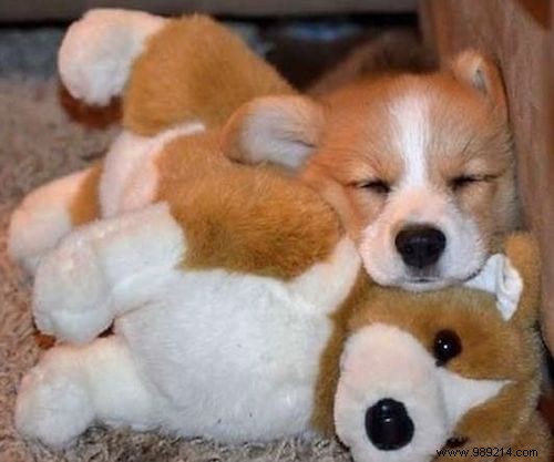 Too cute ! 20 Photos of Puppies Taking A Nap With THEIR PLUSH. 