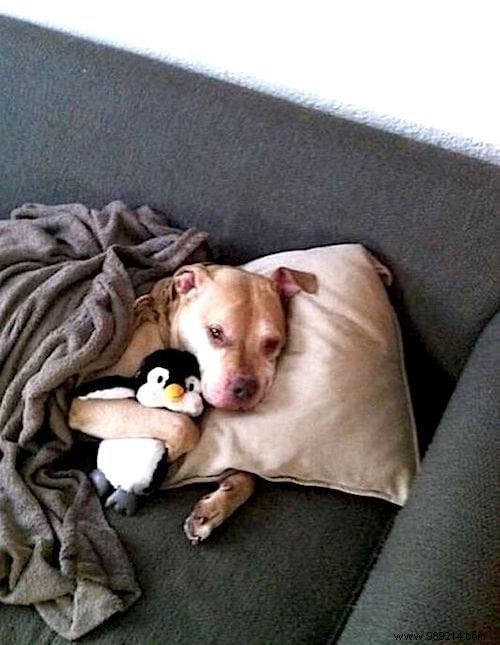 Too cute ! 20 Photos of Puppies Taking A Nap With THEIR PLUSH. 