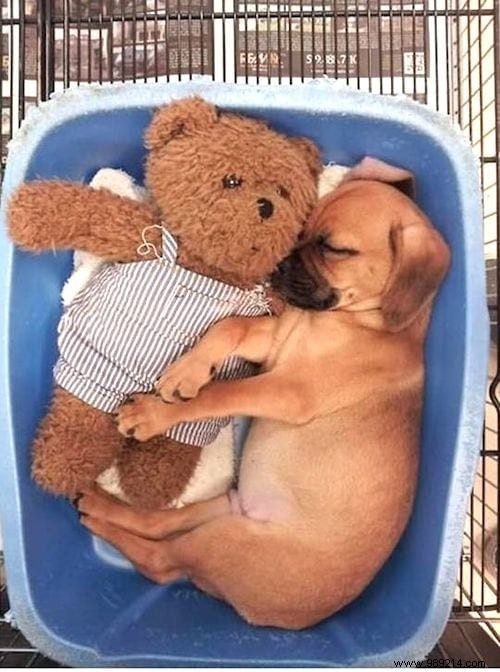 Too cute ! 20 Photos of Puppies Taking A Nap With THEIR PLUSH. 