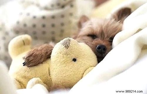 Too cute ! 20 Photos of Puppies Taking A Nap With THEIR PLUSH. 