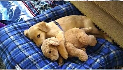 Too cute ! 20 Photos of Puppies Taking A Nap With THEIR PLUSH. 