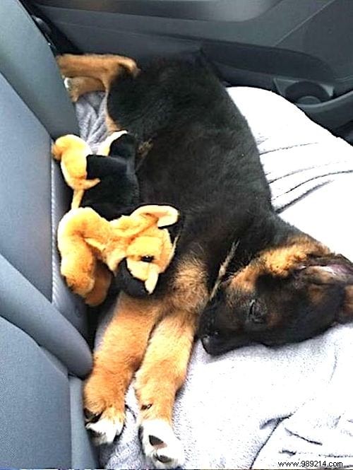 Too cute ! 20 Photos of Puppies Taking A Nap With THEIR PLUSH. 