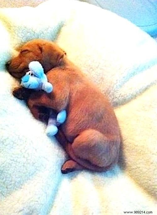 Too cute ! 20 Photos of Puppies Taking A Nap With THEIR PLUSH. 