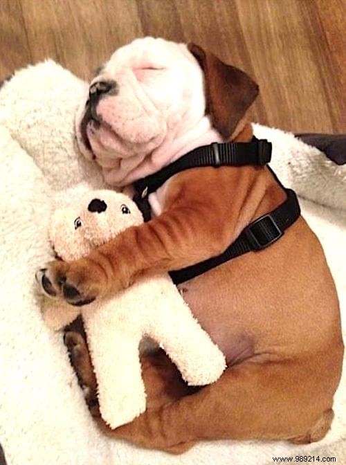 Too cute ! 20 Photos of Puppies Taking A Nap With THEIR PLUSH. 