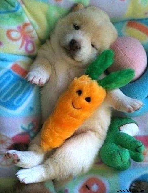 Too cute ! 20 Photos of Puppies Taking A Nap With THEIR PLUSH. 