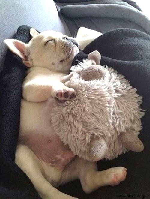 Too cute ! 20 Photos of Puppies Taking A Nap With THEIR PLUSH. 