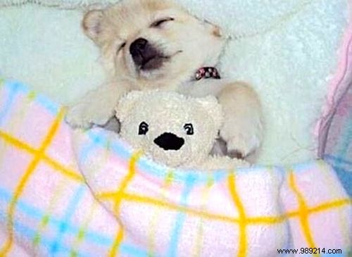 Too cute ! 20 Photos of Puppies Taking A Nap With THEIR PLUSH. 