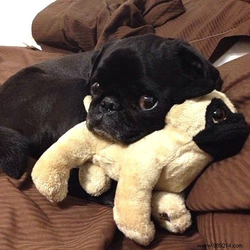 Too cute ! 20 Photos of Puppies Taking A Nap With THEIR PLUSH. 