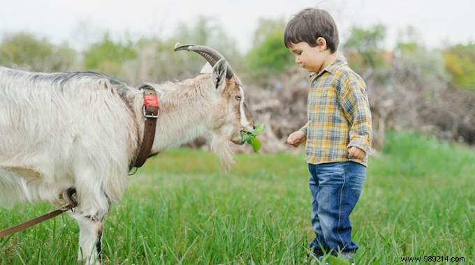 Should We Teach the Love of Animals at School? 