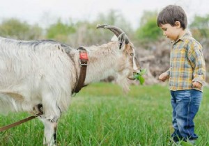 Should We Teach the Love of Animals at School? 