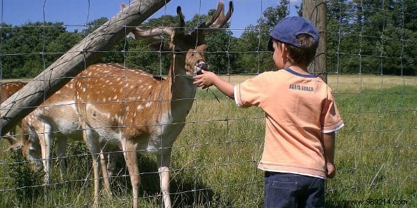 Should We Teach the Love of Animals at School? 