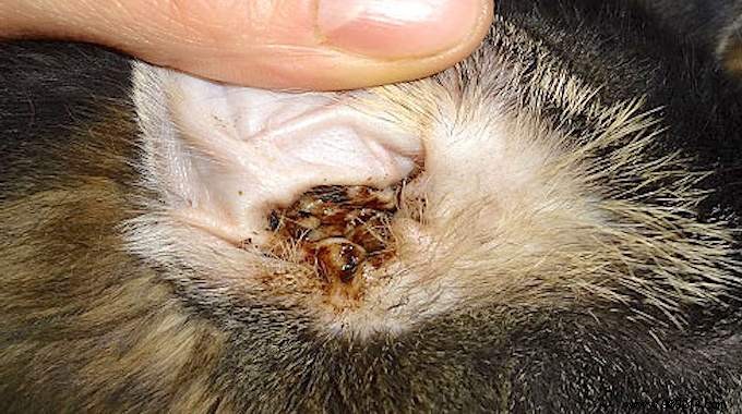 Does your cat have dirty ears? How to clean them to prevent them from becoming infected. 