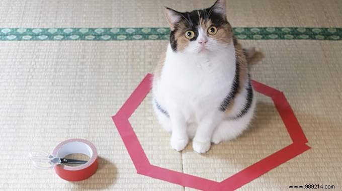 Scientists Can t Explain Why Cats Love To Sit In Circles. 