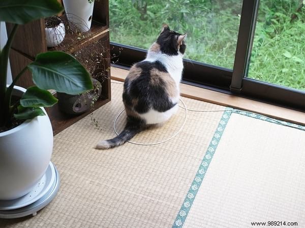 Scientists Can t Explain Why Cats Love To Sit In Circles. 