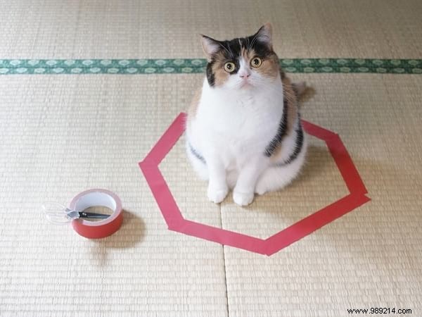 Scientists Can t Explain Why Cats Love To Sit In Circles. 