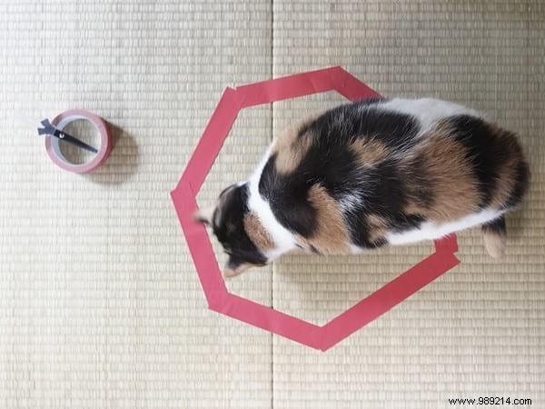 Scientists Can t Explain Why Cats Love To Sit In Circles. 