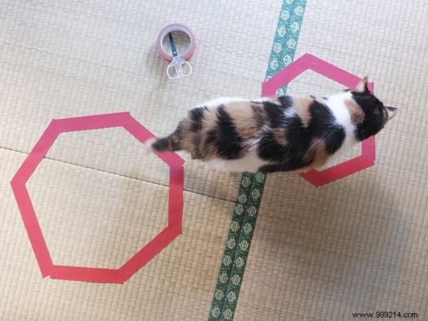 Scientists Can t Explain Why Cats Love To Sit In Circles. 