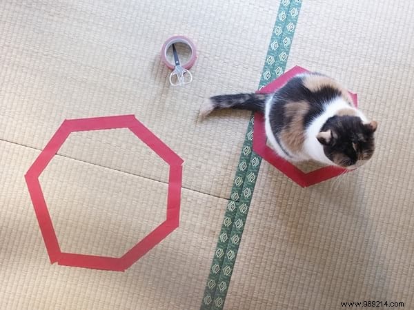 Scientists Can t Explain Why Cats Love To Sit In Circles. 