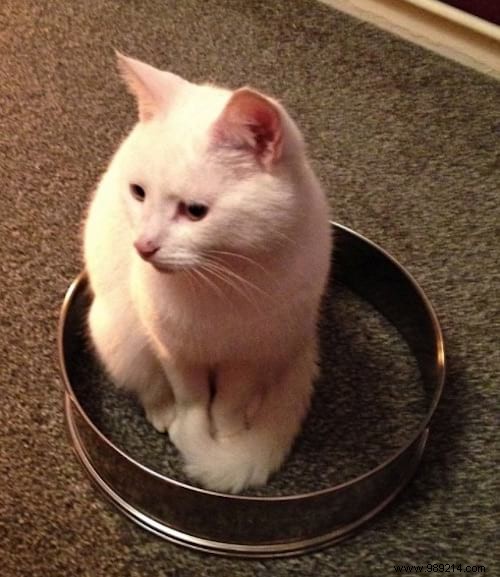 Scientists Can t Explain Why Cats Love To Sit In Circles. 