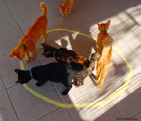 Scientists Can t Explain Why Cats Love To Sit In Circles. 