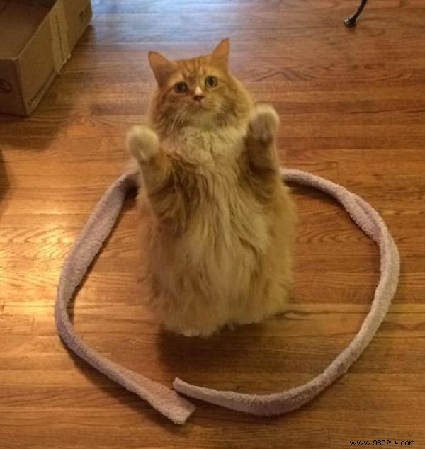 Scientists Can t Explain Why Cats Love To Sit In Circles. 