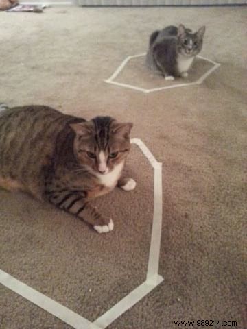 Scientists Can t Explain Why Cats Love To Sit In Circles. 